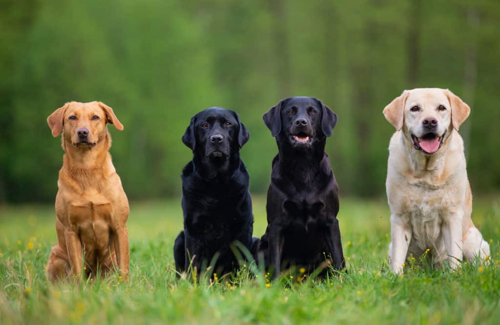 Fyra labradorer Retriver på en äng