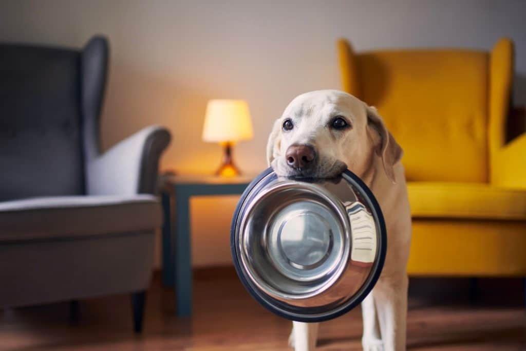 Labrador håller i hundskål