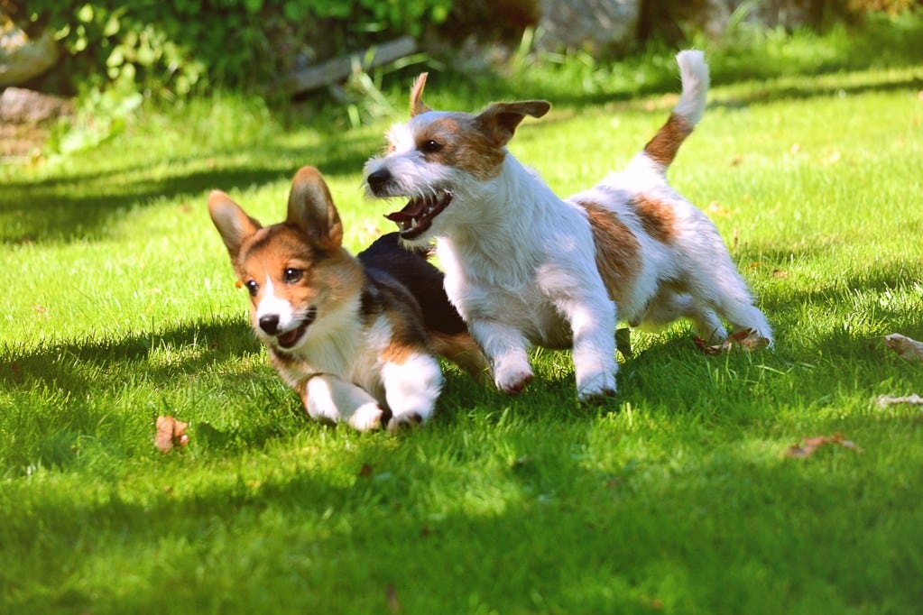 två små hundar som leker i gräset