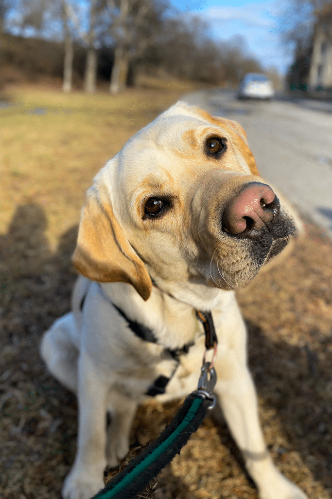 Jack beige labrador