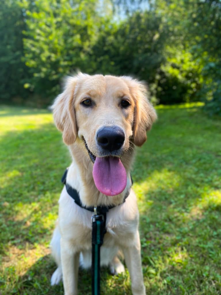 Nala beige Golden retriever